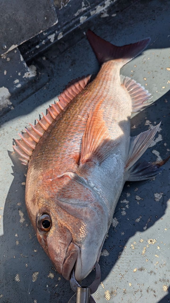 サゴシ日和さんの釣果 2枚目の画像