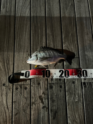 チヌの釣果