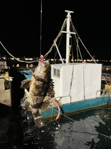 アラカブの釣果