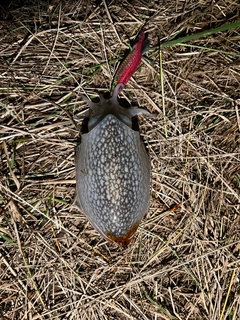 シリヤケイカの釣果