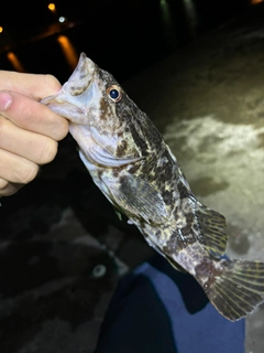 タケノコメバルの釣果