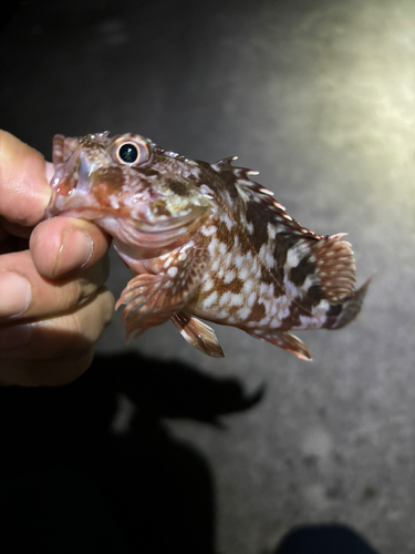 カサゴの釣果