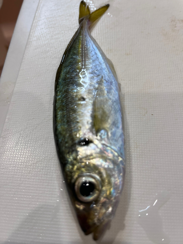 マアジの釣果