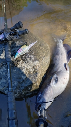 アメリカナマズの釣果