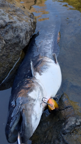 ビワコオオナマズの釣果