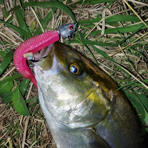 シオの釣果