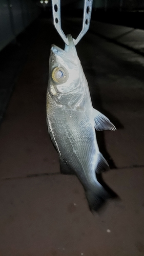 セイゴ（マルスズキ）の釣果