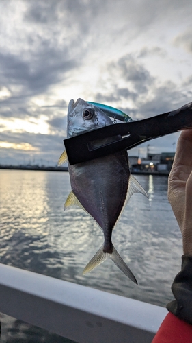 メッキの釣果