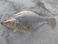 ヒラメの釣果