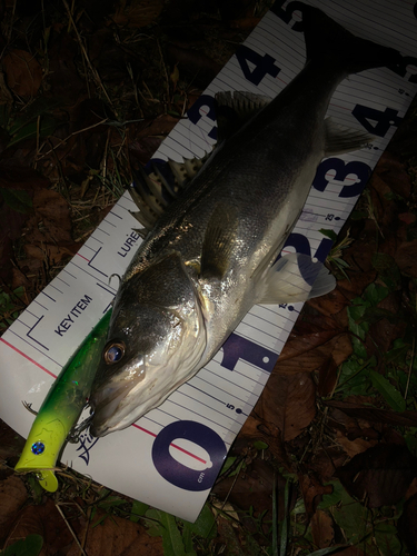 シーバスの釣果