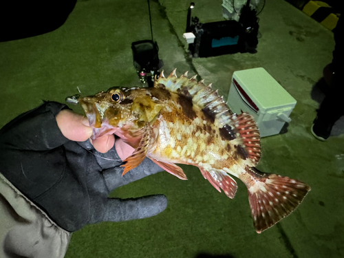 カサゴの釣果