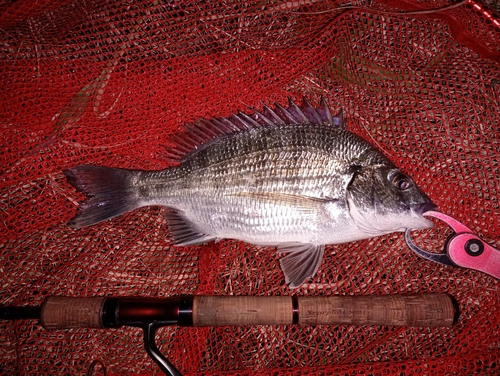 ミナミクロダイの釣果