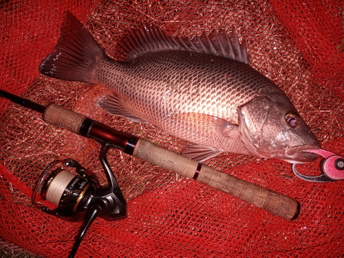 ゴマフエダイの釣果