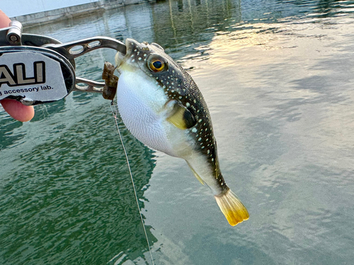 フグの釣果