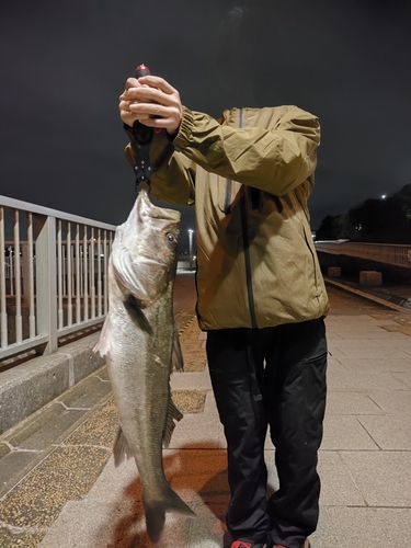 スズキの釣果