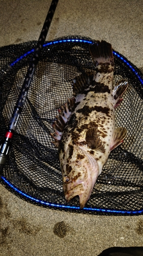 タケノコメバルの釣果