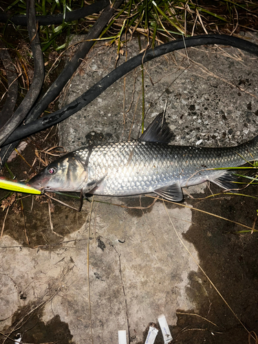 ニゴイの釣果