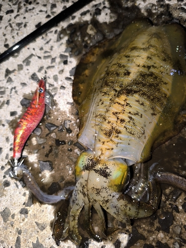 アオリイカの釣果