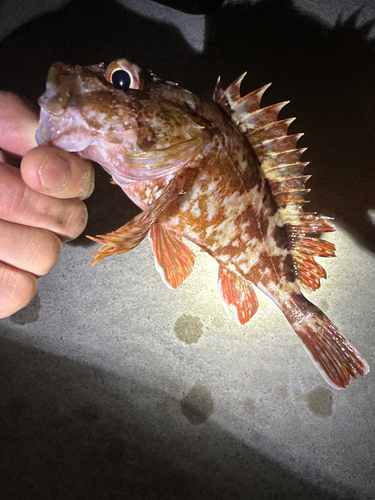 カサゴの釣果