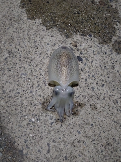 コウイカの釣果