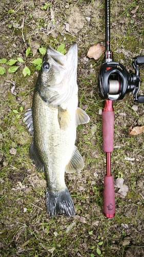 ラージマウスバスの釣果