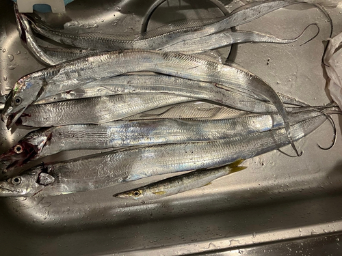 タチウオの釣果