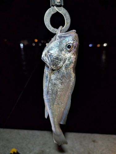 イシモチの釣果