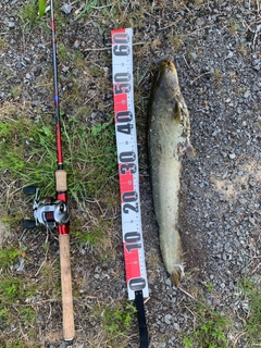 アメリカナマズの釣果