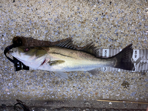 スズキの釣果