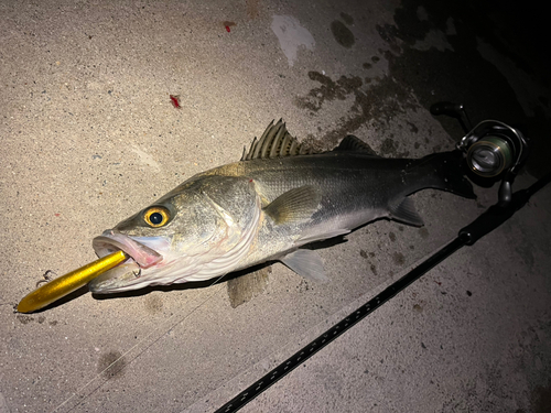 シーバスの釣果