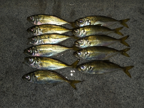 アジの釣果