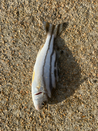 コトヒキの釣果