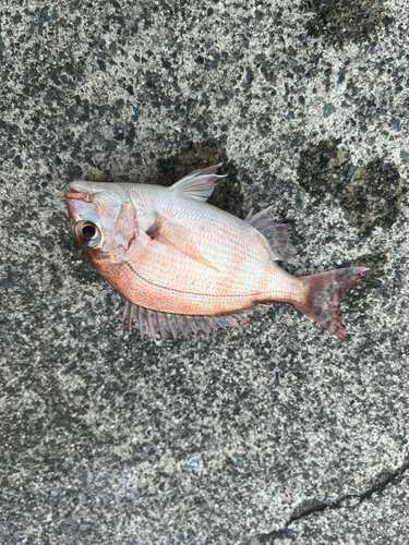 タイの釣果