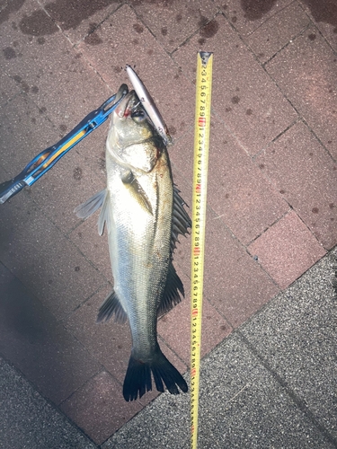 シーバスの釣果