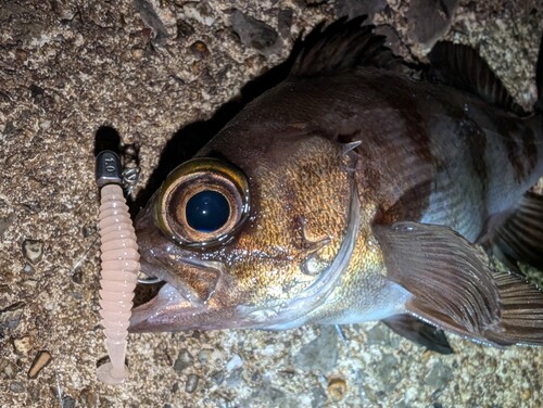 メバルの釣果