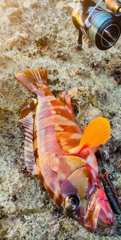 アカハタの釣果