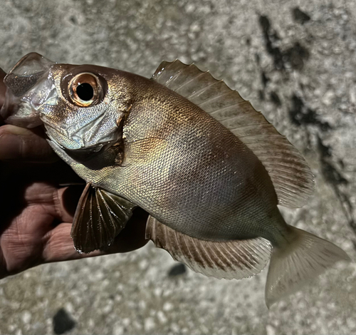 キントキダイの釣果