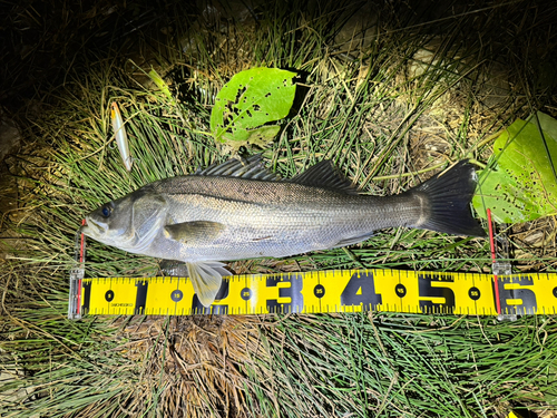 フッコ（マルスズキ）の釣果