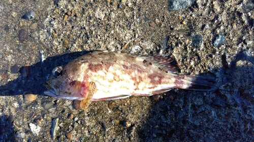 カサゴの釣果