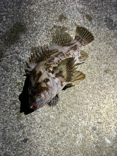 オウゴンムラソイの釣果