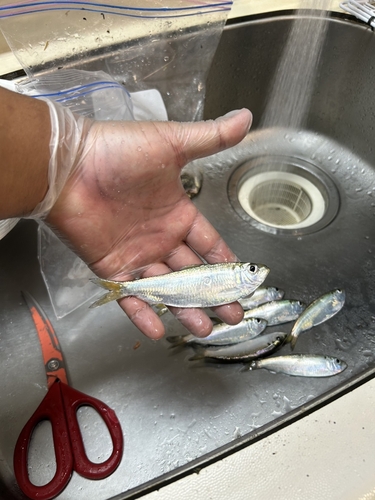 ママカリの釣果