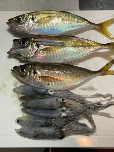 アジの釣果