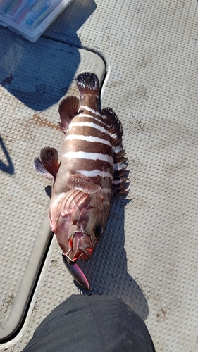 マハタの釣果