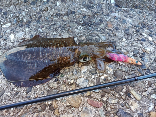 アオリイカの釣果