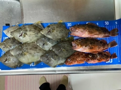 カワハギの釣果