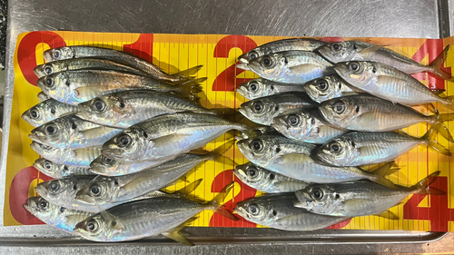 マアジの釣果