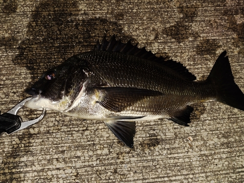 クロダイの釣果