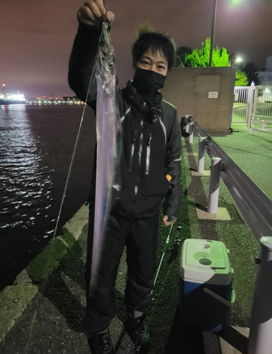 タチウオの釣果