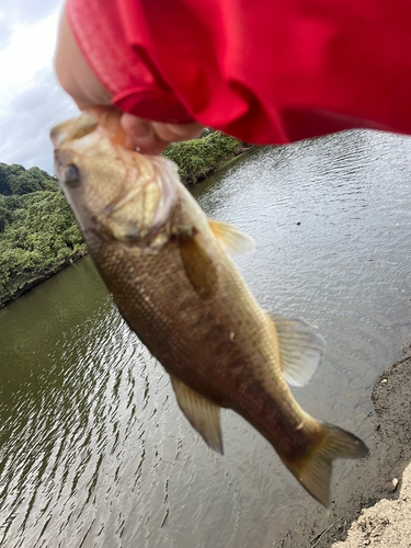 ラージマウスバスの釣果