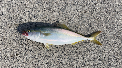 ワカシの釣果